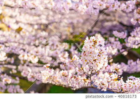 Cherry blossoms blooming along the river full bloom 40818173
