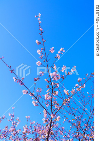 Close-up of cherry blossoms in full bloom Close-up of cherry blossoms in full bloom 40818182