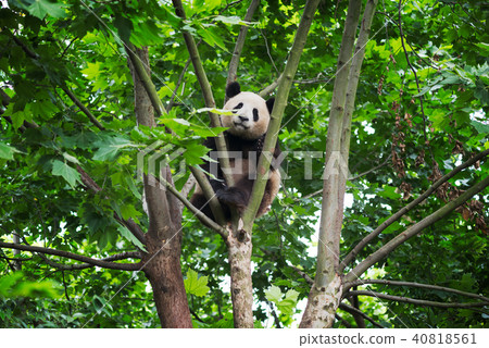 young panda in a tree 40818561