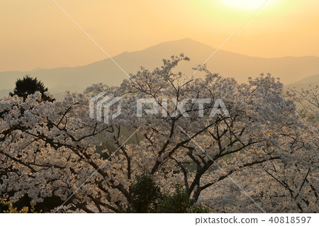Cherry blossoms of the evening sun and Kasabayama Cherry blossoms of the evening sun and Kasabayama 40818597