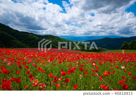 Poppy field in the plateau Poppies in the sky with clouds and mountains connected to the blue sky 40818915