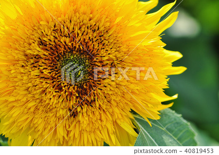 向日葵 花 台中 台灣 植物 特寫 sunflower Taiwan ヒマワリ 向日葵 花 台中 台灣 植物 特寫 sunflower Taiwan ヒマワリ 40819453