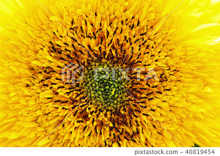 向日葵 花 台中 台灣 植物 特寫 sunflower Taiwan ヒマワリ 向日葵 花 台中 台灣 植物 特寫 sunflower Taiwan ヒマワリ 40819454