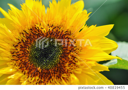 向日葵 花 台中 台灣 植物 特寫 sunflower Taiwan ヒマワリ 向日葵 花 台中 台灣 植物 特寫 sunflower Taiwan ヒマワリ 40819455