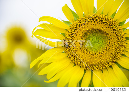 [Sunflower field] 40819583