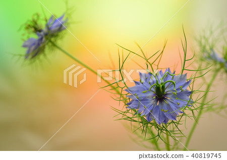 Nigella花 40819745