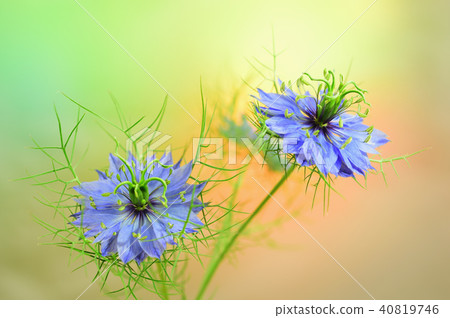 Nigella花 40819746