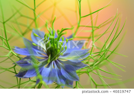 Nigella花 40819747