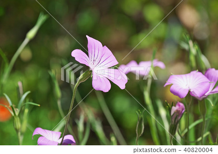 Agurostenma的淺紫色花朵 Agurostenma的淺紫色花朵 40820004