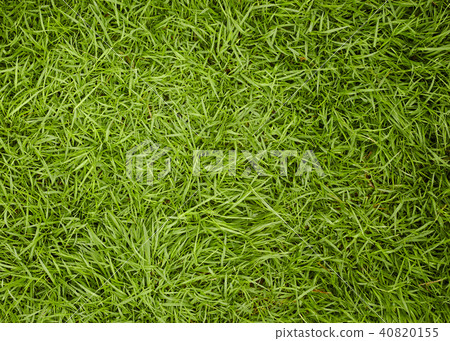 Green grass texture background Green grass texture background 40820155