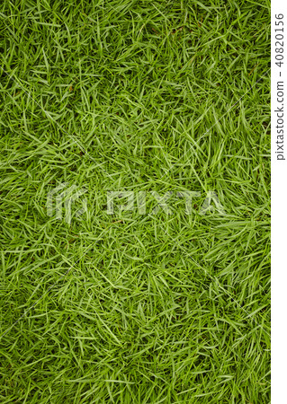 Green grass texture background 40820156