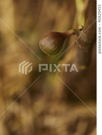 Fig on the branch 40820455