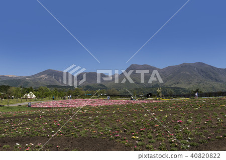 Kuju Flower Park Daisy 40820822