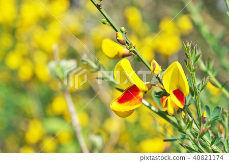 花黃色花 花黃色花 40821174
