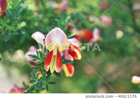 花黃色花 花黃色花 40821176