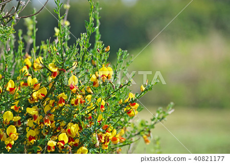 花黃色花 花黃色花 40821177