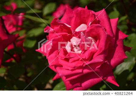 Roses Artes'75 Roses Artes'75 40821264