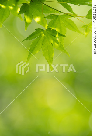 楓綠色和透射光 40821288