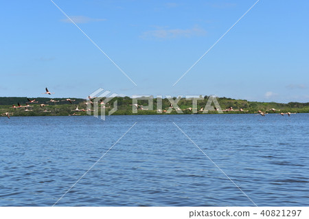 Lake Guanaroca Flamingo Cuba 40821297