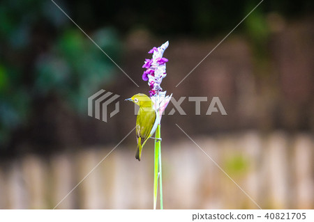 台灣，台北植物園，綠眼，蜂蜜，鳥 40821705