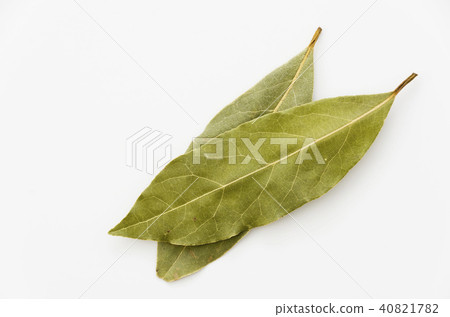 勞里埃 月桂樹 照片素材 圖片 4017 圖庫