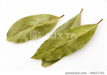 Laurier (laurel) Laurier (laurel) 40821783