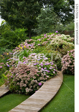 Hydrangea in a garden 40821925