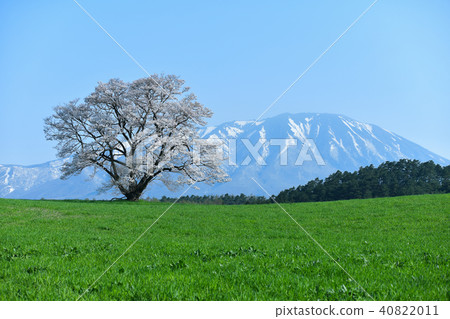 Koiwai農場1櫻花 40822011