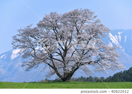 一棵櫻桃樹長焦 40822012