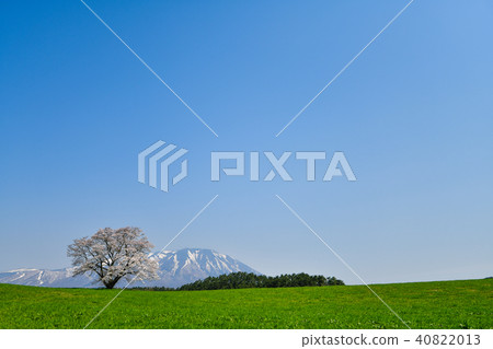 單櫻桃樹廣角 40822013