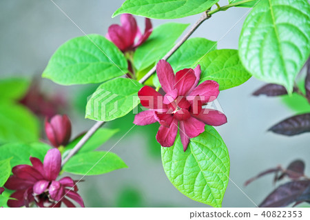 Red clichass flower (heart ledge wine) 40822353