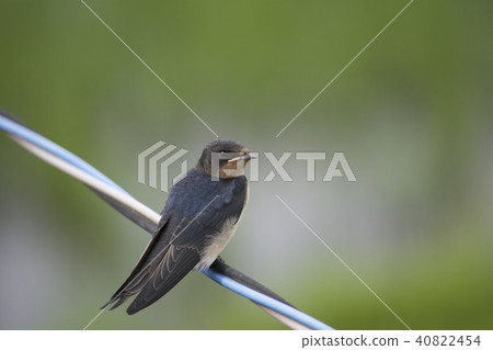 Swallow swallow Swallow swallow 40822454