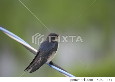 吞下燕子 40822455