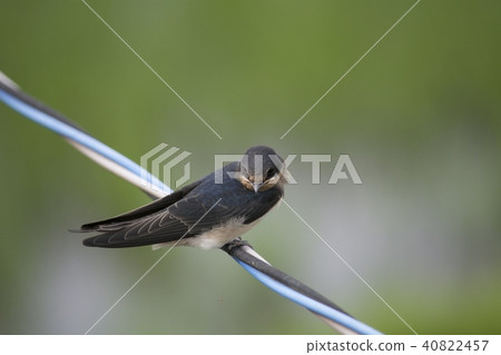 Swallow swallow Swallow swallow 40822457