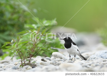 “塞古羅秘密”站在初夏的河床上 40822633