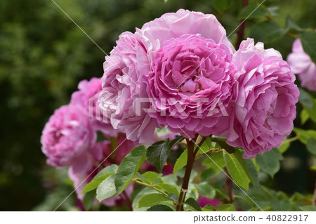 Rose tsukimi Rose tsukimi 40822917