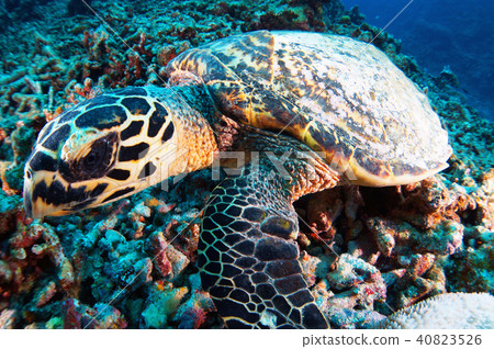 Blue sea and sea turtle Blue sea and sea turtle 40823526
