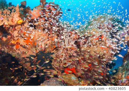 藍色的大海,珊瑚和魚類 藍色的大海,珊瑚和魚類 40823605