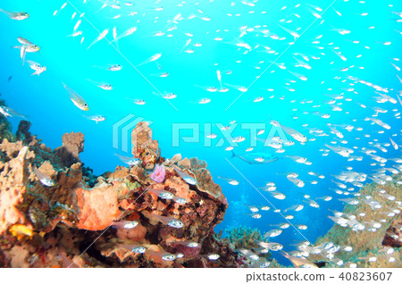 Blue seas, coral and fish 40823607