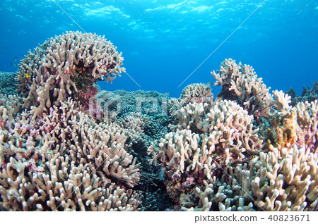 Coral and the blue sea 40823671