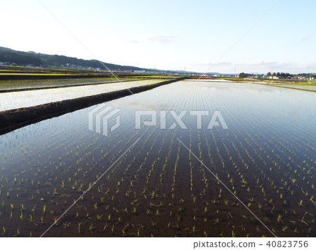 Paddy field Paddy field 40823756