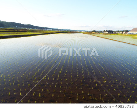 Paddy field Paddy field 40823758