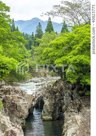 新鮮的綠色Magerosekyo 40823775