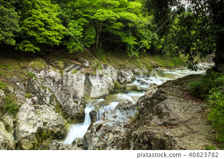 新鮮的綠色Magerosekyo 40823782