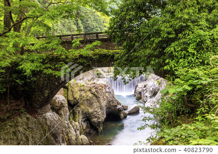 新鮮的綠色Magerosekyo 40823790