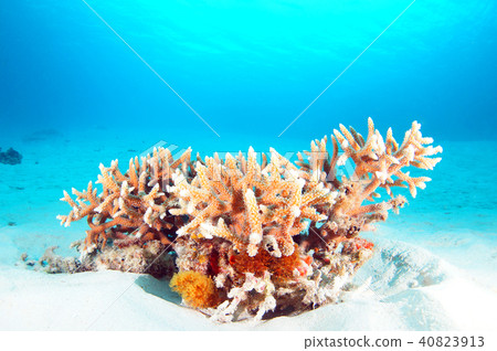 藍色的大海和珊瑚 藍色的大海和珊瑚 40823913