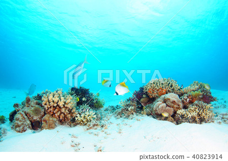 Blue seas, coral and fish Blue seas, coral and fish 40823914