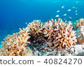 藍色的大海，珊瑚和魚類 40824270