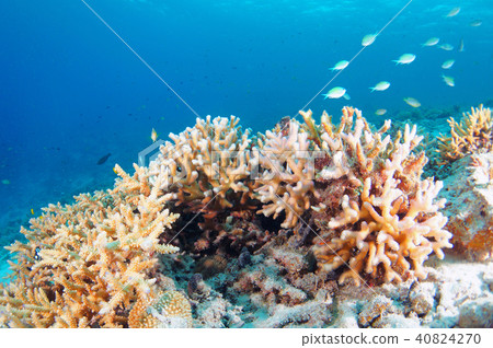 藍色的大海,珊瑚和魚類 藍色的大海,珊瑚和魚類 40824270