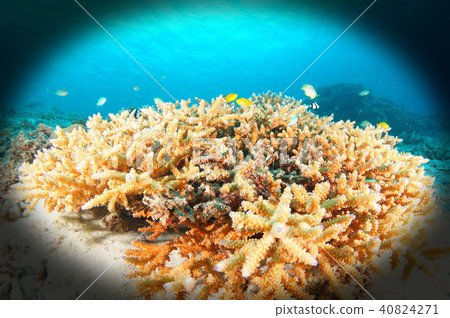 藍色的大海，珊瑚和魚類 40824271